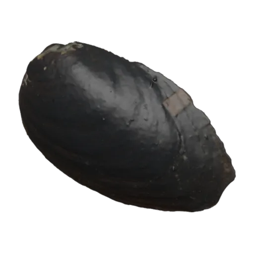 Inversidens reinianus, a 3D model you can turn