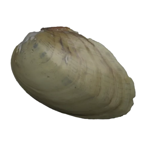 Ptychobranchus greenii, a 3D model you can turn