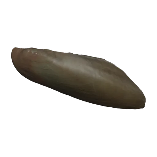 Mycetopoda siliquosa, a 3D model you can turn