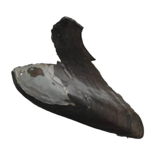 Hyriopsis bialata, a 3D model you can turn