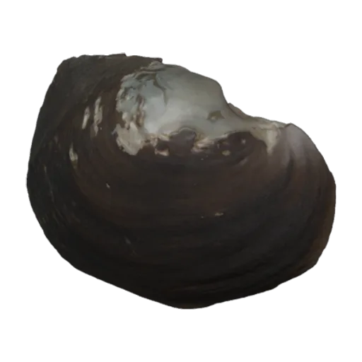 Fossula fossiculifera, a 3D model you can turn