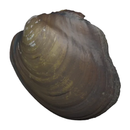 Diplodon (Rhipidodonta) paranensis paranensis, a 3D model you can turn