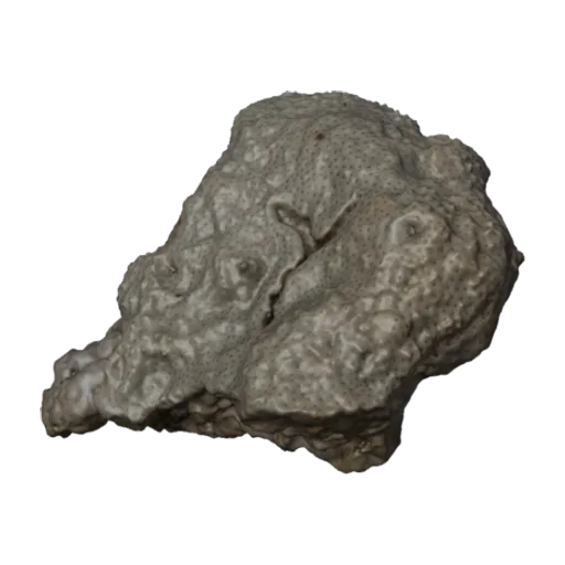 Montipora elschneri, a 3D model you can turn