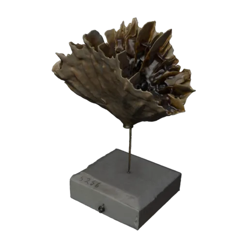 Flabellum (Ulocyathus) goodei, a 3D model you can turn