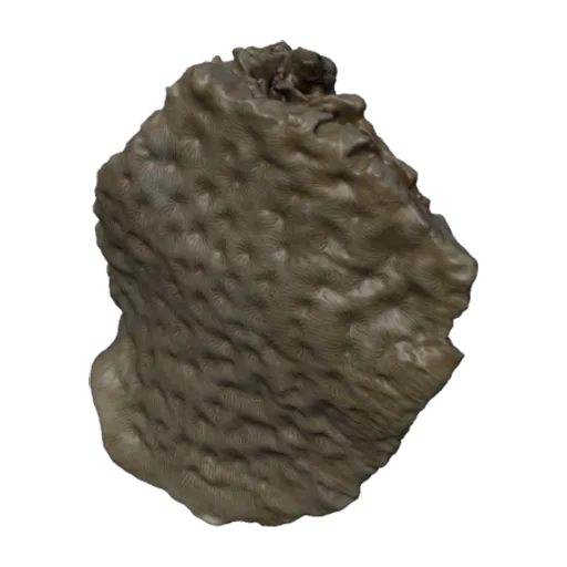 Coscinaraea mcneilli, a 3D model you can turn