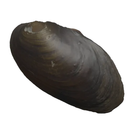 Diplodon (Diplodon) chilensis, a 3D model you can turn