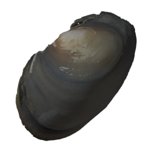 Leptodea amphichaena, a 3D model you can turn