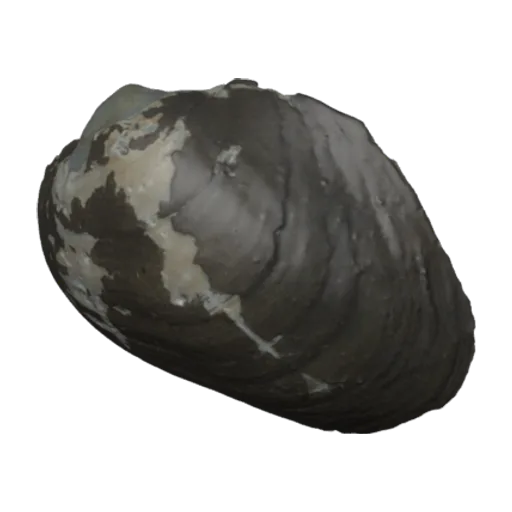 Monocondylaea minuana, a 3D model you can turn