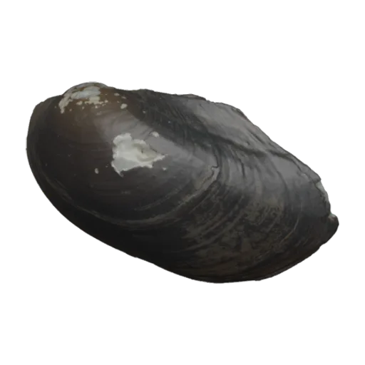Lamellidens marginalis, a 3D model you can turn