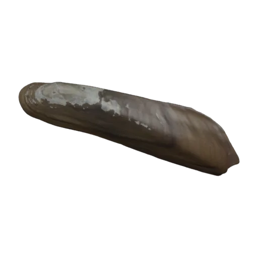 Mycetopus iridineus, a 3D model you can turn