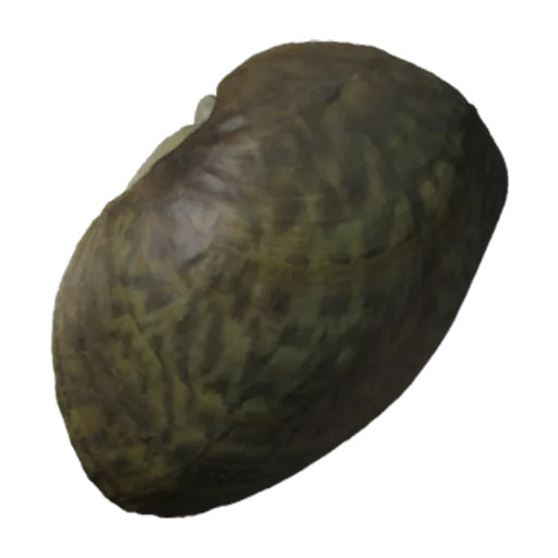 Truncilla donaciformis, a 3D model you can turn