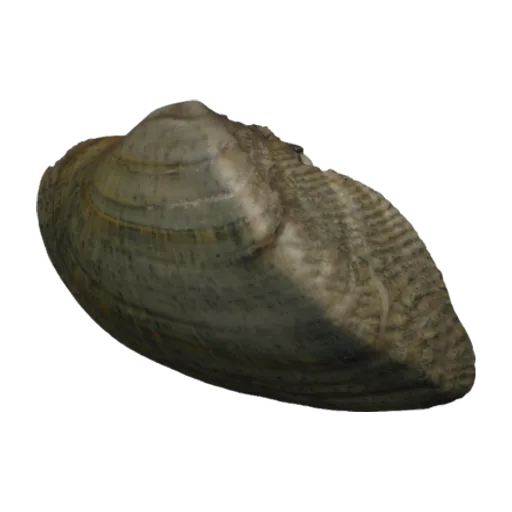 Alasmidonta marginata, a 3D model you can turn