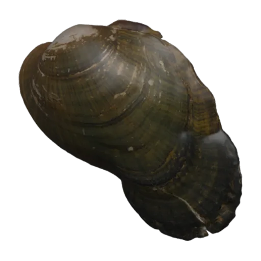 Epioblasma ahlstedti, a 3D model you can turn
