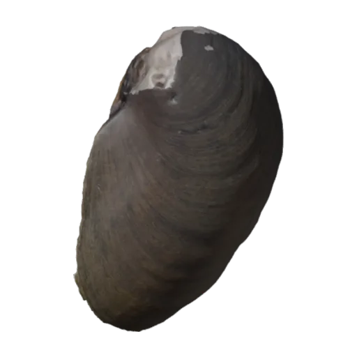 Pleurobema cordatum, a 3D model you can turn