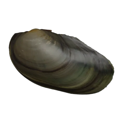 Anodontoides ferussacianus, a 3D model you can turn