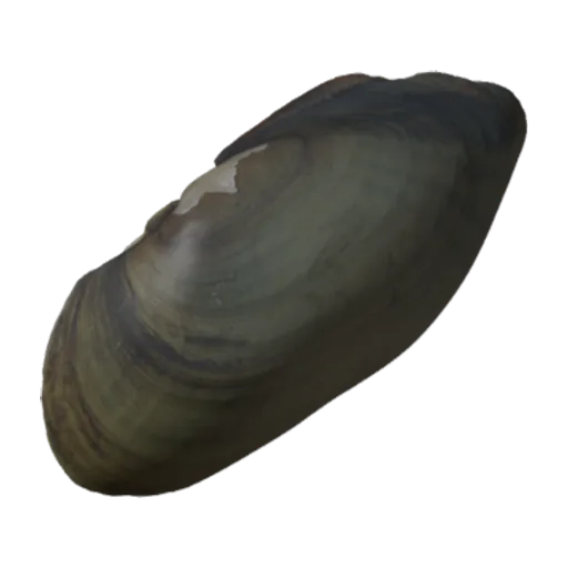 Fusconaia undata, a 3D model you can turn
