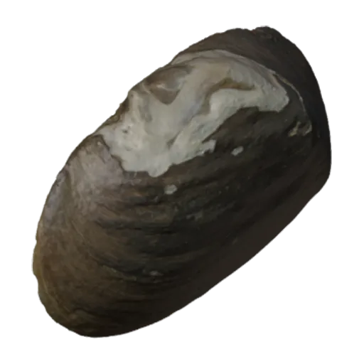 Carunculina pulla, a 3D model you can turn