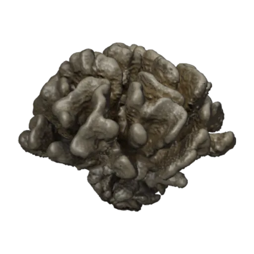 Pocillopora grandis, a 3D model you can turn