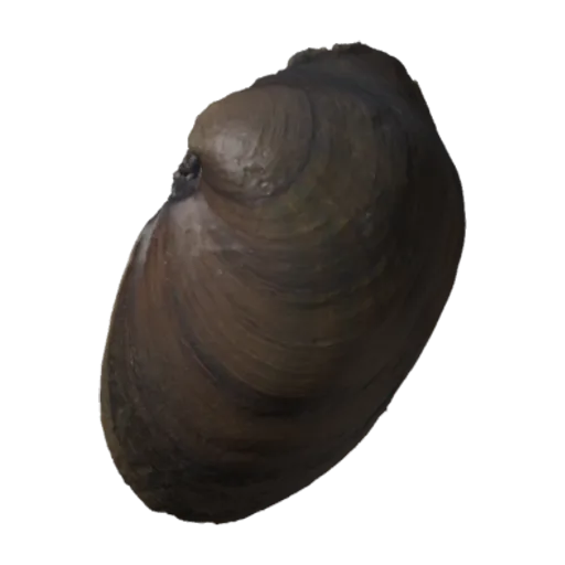 Pleurobema coccineum, a 3D model you can turn