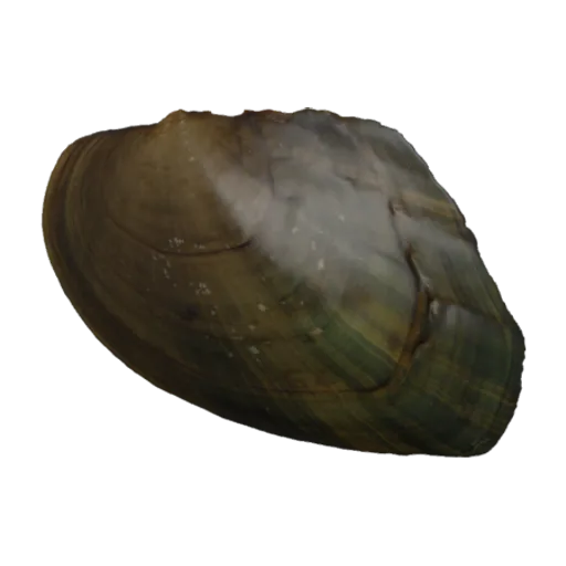 Lasmigona compressa, a 3D model you can turn