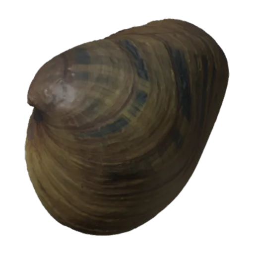Pleurobema clava, a 3D model you can turn