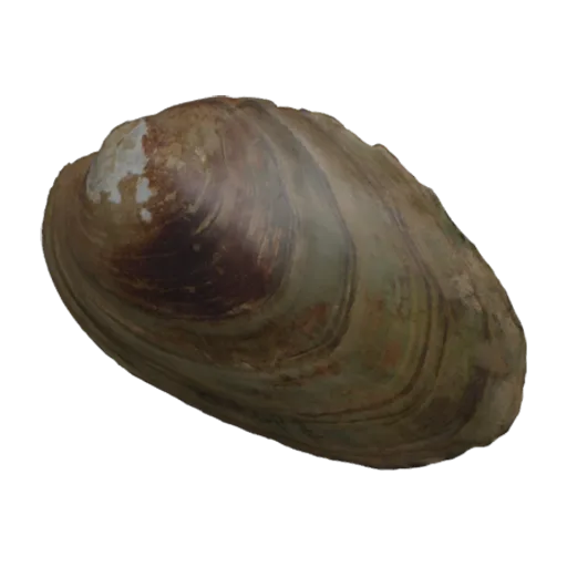 Lasmigona subviridis, a 3D model you can turn