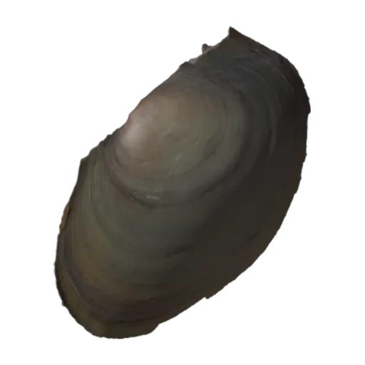 Potamilus laevissimus, a 3D model you can turn