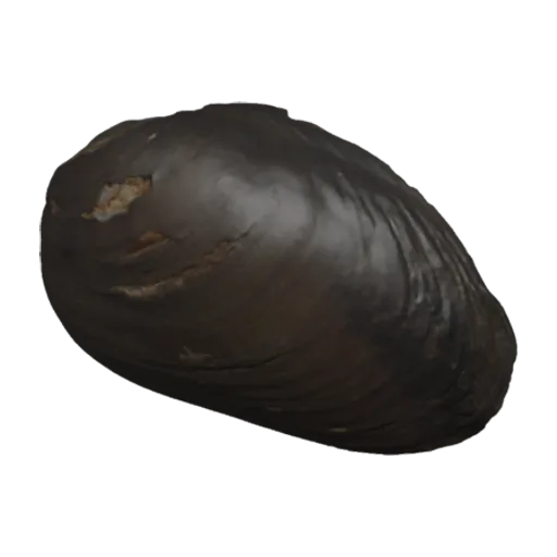 Chambardia wahlbergi, a 3D model you can turn