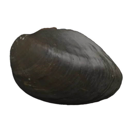 Diplodon parodizi, a 3D model you can turn