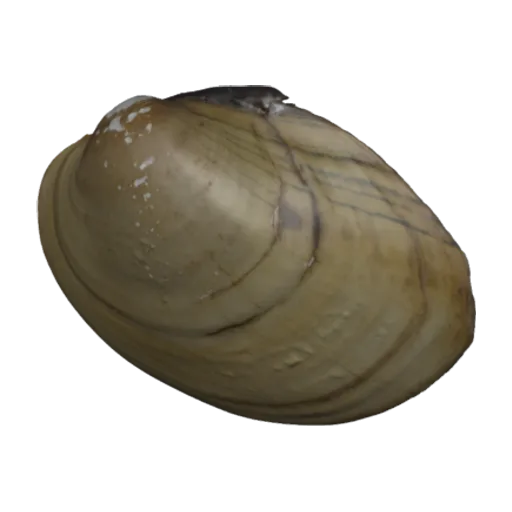 Lampsilis cariosa, a 3D model you can turn