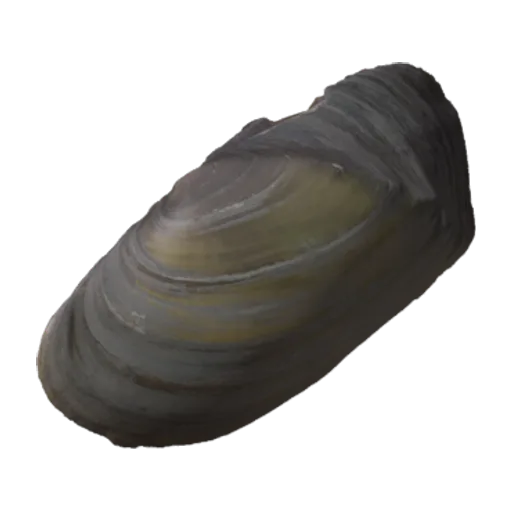 Gonidea angulata, a 3D model you can turn