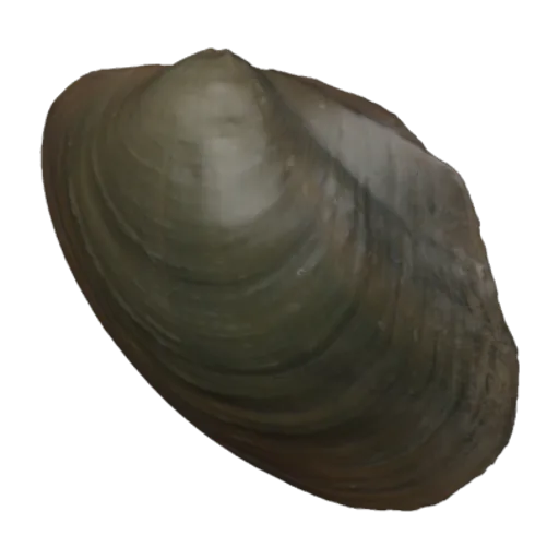 Caelatura (Caelatura) aegypticea, a 3D model you can turn