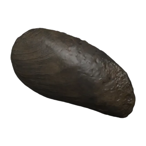 Nephronaias sphenorhyncha, a 3D model you can turn