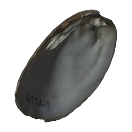 Actinonaias ellipsiformis, a 3D model you can turn
