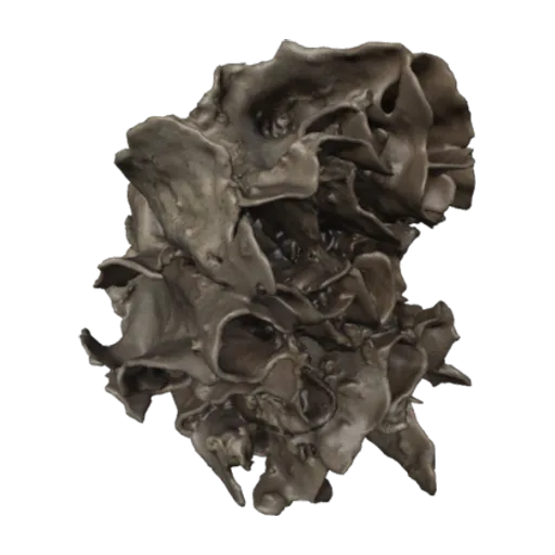 Aspidostoma gigantea, a 3D model you can turn