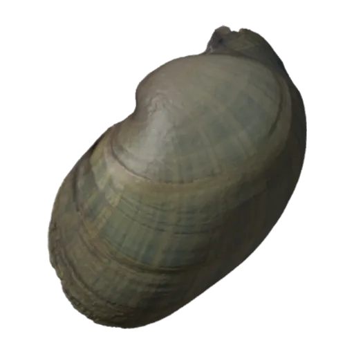 Lampsilis ventricosa, a 3D model you can turn
