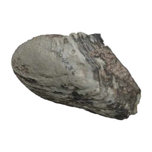 Hyriopsis kratiensis, a 3D model you can turn