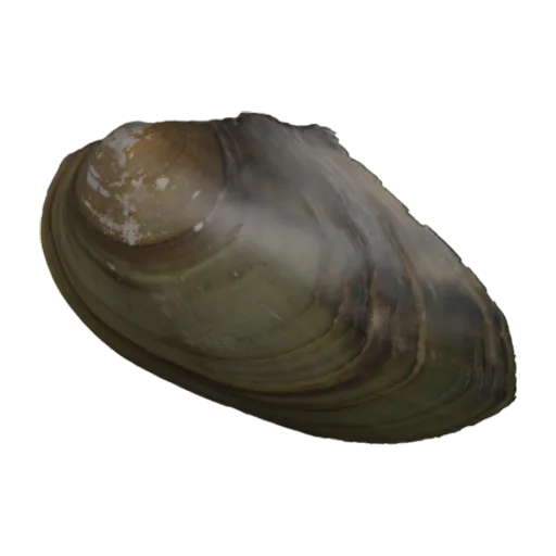 Pyganodon cataracta, a 3D model you can turn
