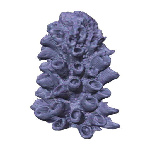 Acropora cervicornis, a 3D model you can turn