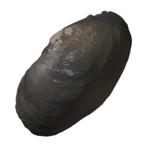 Lampsilis rafinesqueana, a 3D model you can turn