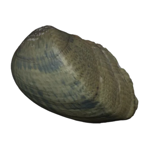 Epioblasma triquetra, a 3D model you can turn