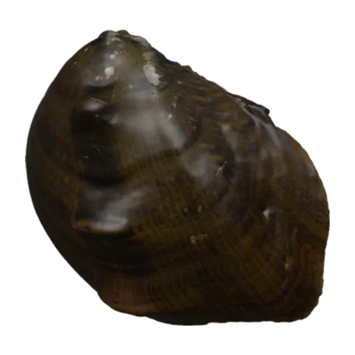 Obliquaria reflexa, a 3D model you can turn