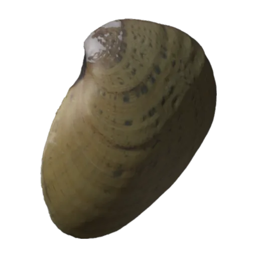 Ellipsaria lineolata, a 3D model you can turn