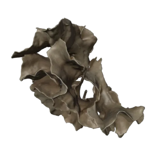 Microporella hyadesi, a 3D model you can turn