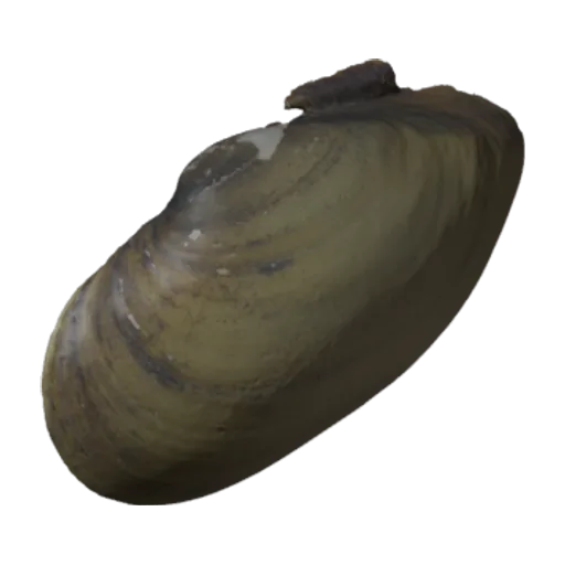 Lampsilis sietmani, a 3D model you can turn