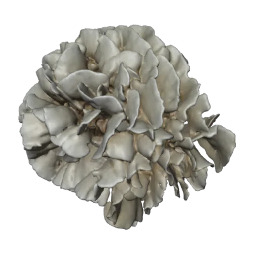Pavona cactus, a 3D model you can turn