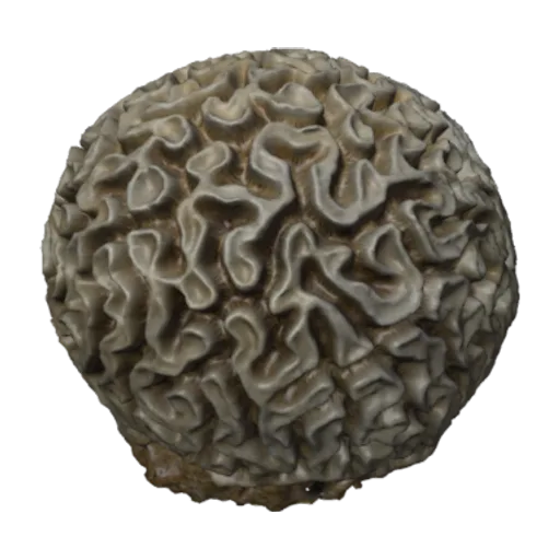 Diploria labyrinthiformis, a 3D model you can turn