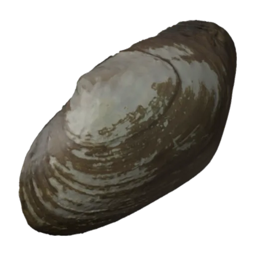 Carunculina cylindrella, a 3D model you can turn