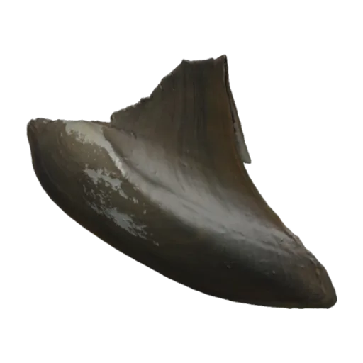 Hyriopsis panhai, a 3D model you can turn