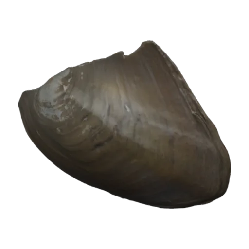 Hyriopsis desowitzi, a 3D model you can turn